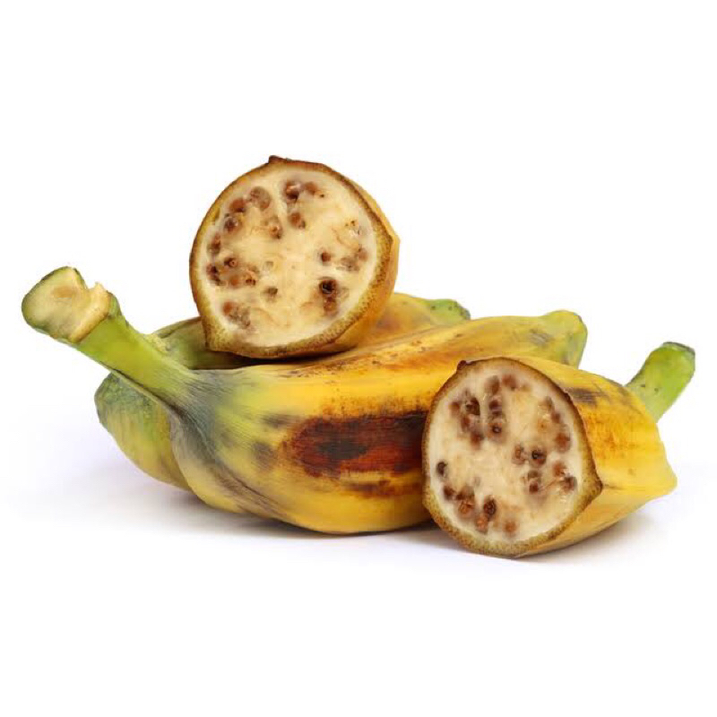 

bahan segar buah klu•toek sehat orangtua dewasa klutuk menjaga stamina pria