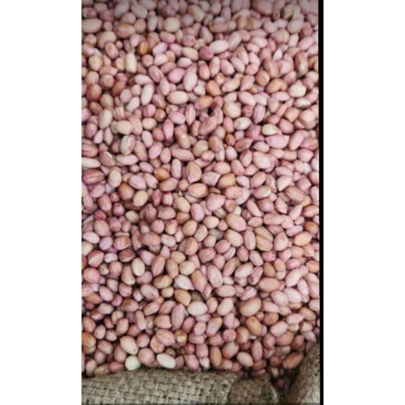 

kacang tanah putih TJ 1 kg