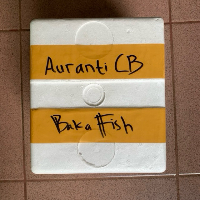 

BOX Sterofoam Auranti CB Premium
