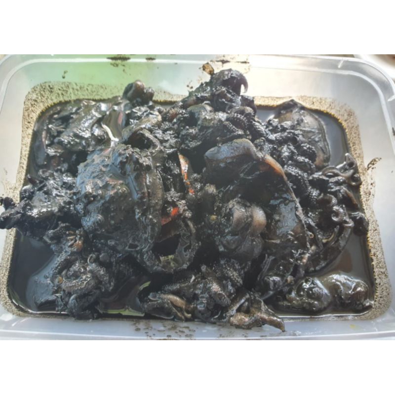 

BALAKUTAK TINTA HITAM EMPUK (Tinggal di hangatkan Frozen)