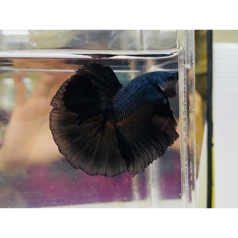 Ikan Hias Cupang Halfmoon Black Cupang Black Cupang HM Black Betta Fish Size M-L Hiasan Aquarium