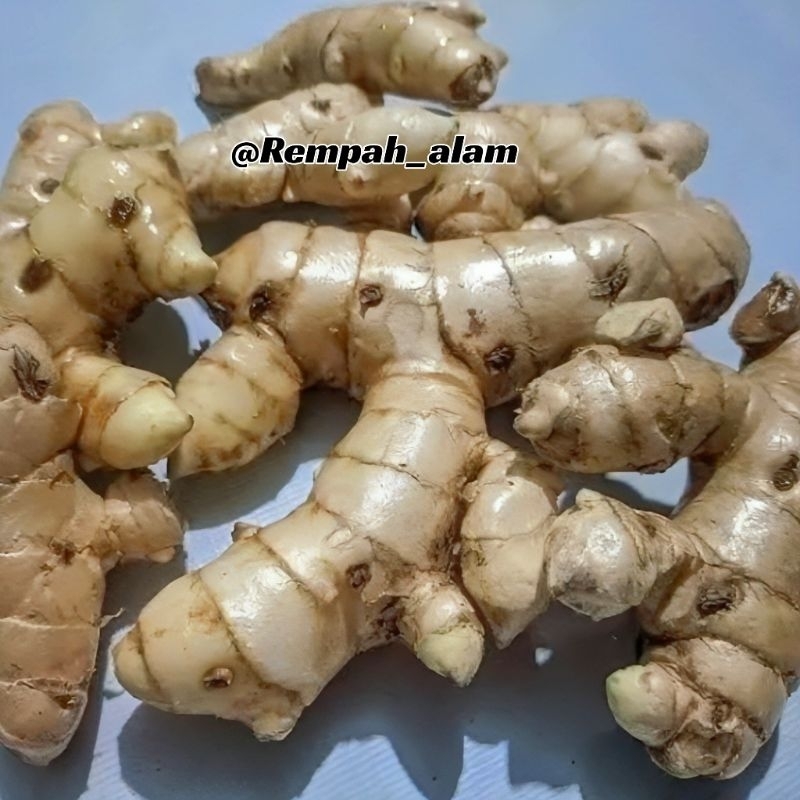 

Kunyit Putih Asli 1kg/Kunyit putih segar (herbal)koneng bodas/temu putih organik termurah