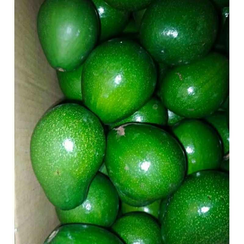 

alpukat miki kemasan 2 kg