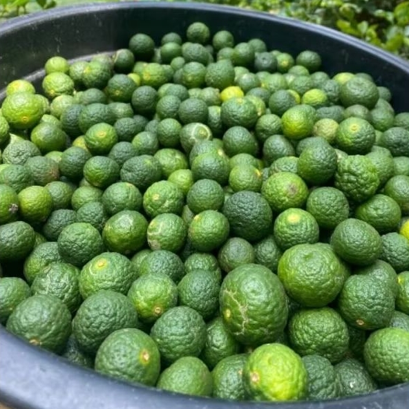 

Jeruk Limo Perpcs