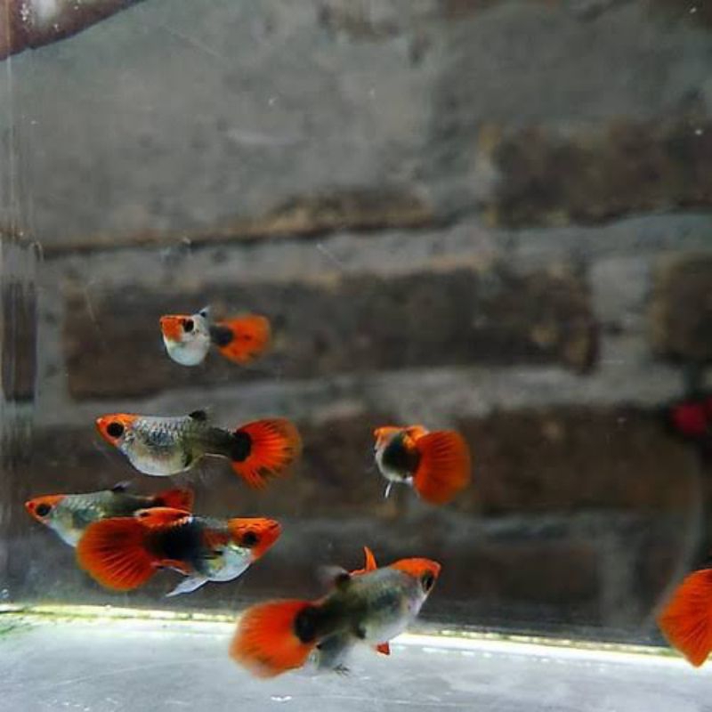 IKAN HIAS AQUASCAPE GUPPY KOI PAIR / IKAN HIAS AQUASCAPE GUPPY KOI PASANGAN
