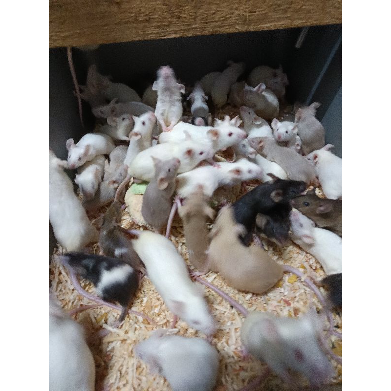 mencit/mencit jepang medium 14-20 gram tikus putih hidup feeder mice pakan ular bukan rat asf