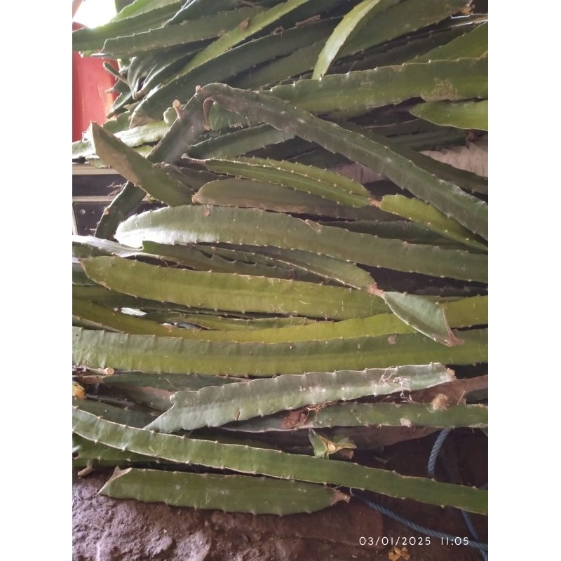 bibit buah naga merah ukuran lebih panjang dan besar siap tanam