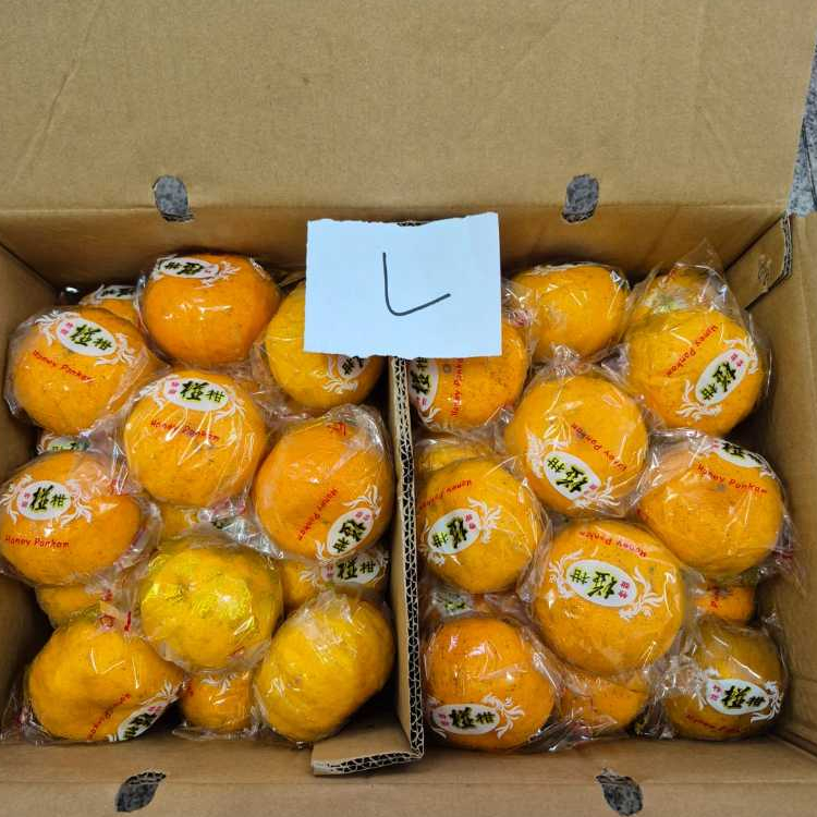 

Jeruk Ponkam Keranjang (KG)