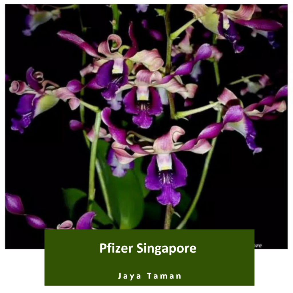 Promo COD Seedling Anggrek Dendrobium Pfizer Singapore - Bibit Anggrek