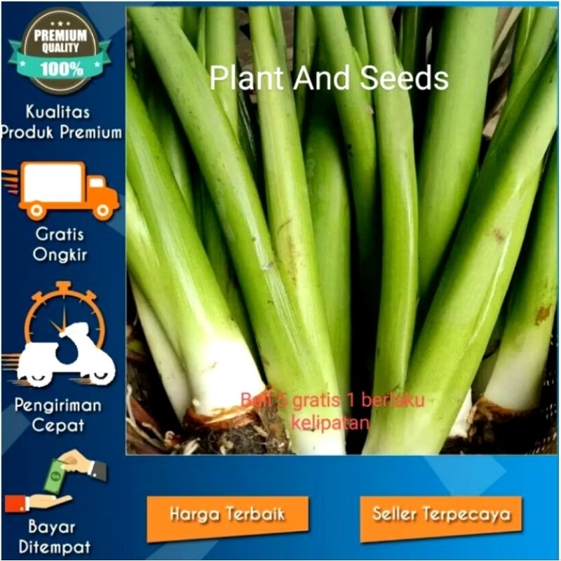 BIBIT TALAS BENENG JUMBO ISI 12 pohon