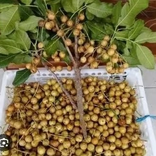 

buah kesambi madura