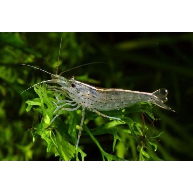 Udang Hias Amano Shrimp