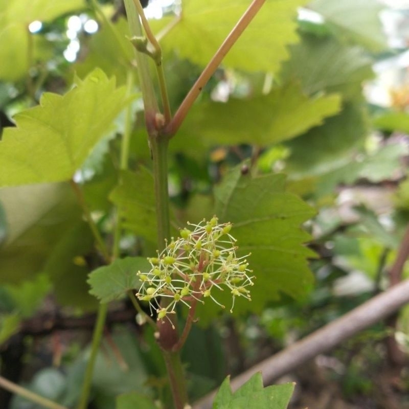 BIBIT ANGGUR Import ISABELLA STEK 3 Batang SIAP BERBUAH