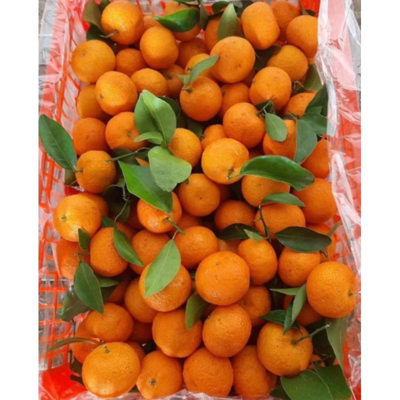 

Jeruk Santang / Santang Birma / Santang Tangerin / Santang Daun Manis Seger Fresh Bandung