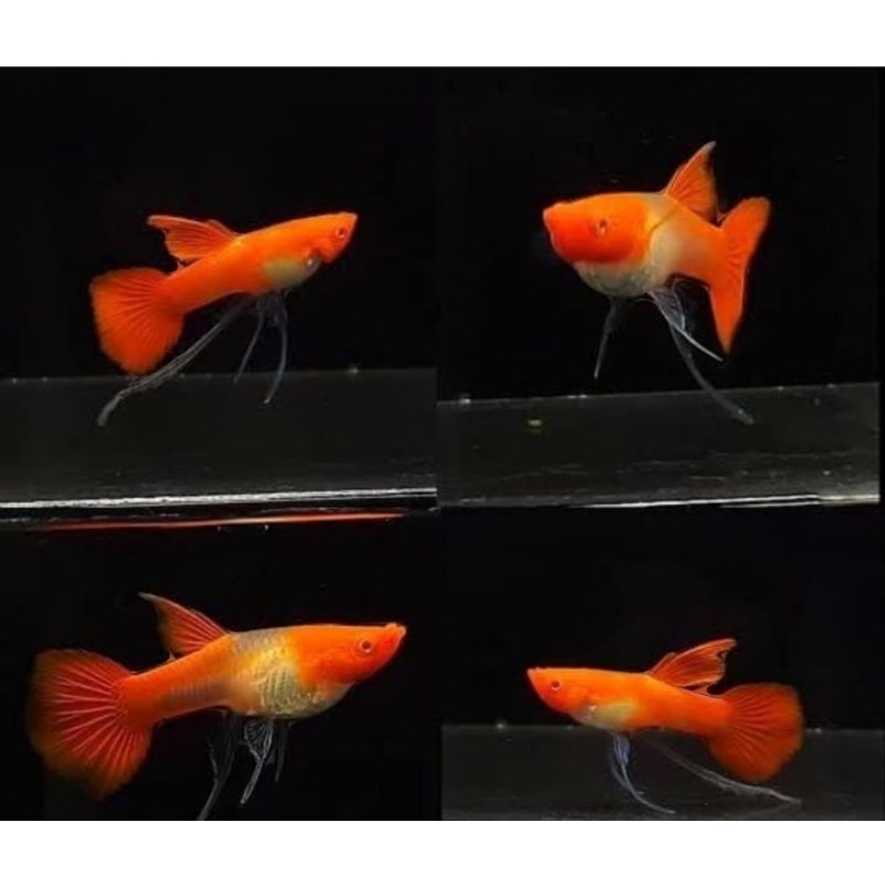 Pembersih lantai albino koi red long ear ribbon 1pair