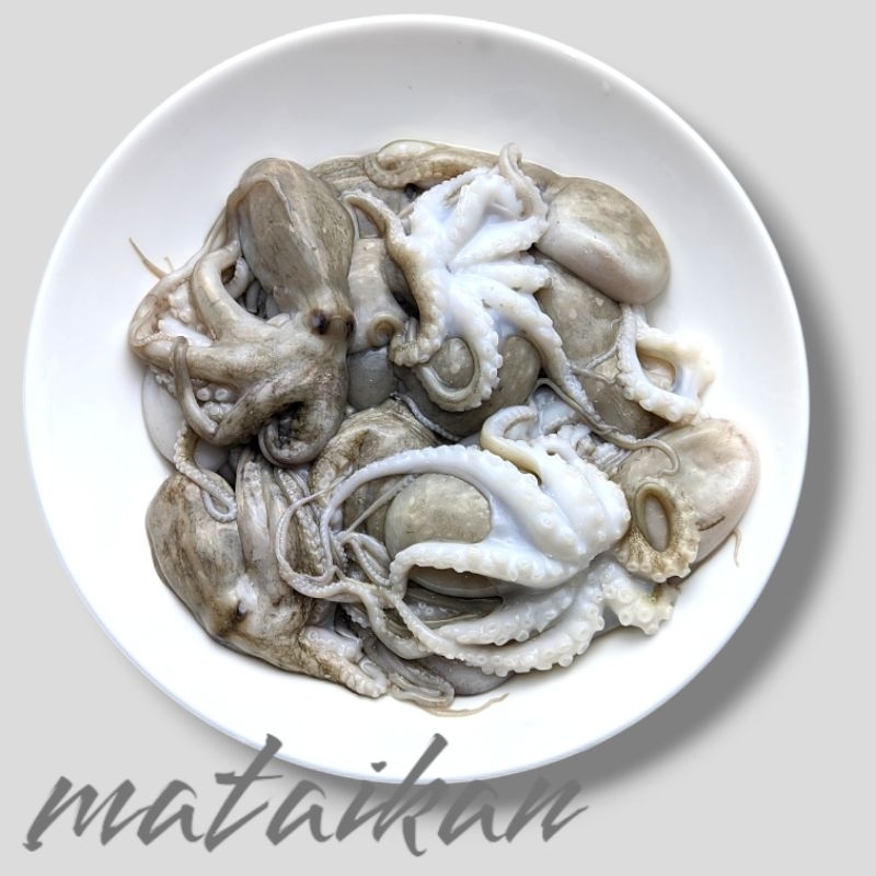 

Baby Gurita Segar Bayi Octopus Ukuran Kecil Frozen Seafood Cumi Oktopoda Makanan Laut Gurita Kodok