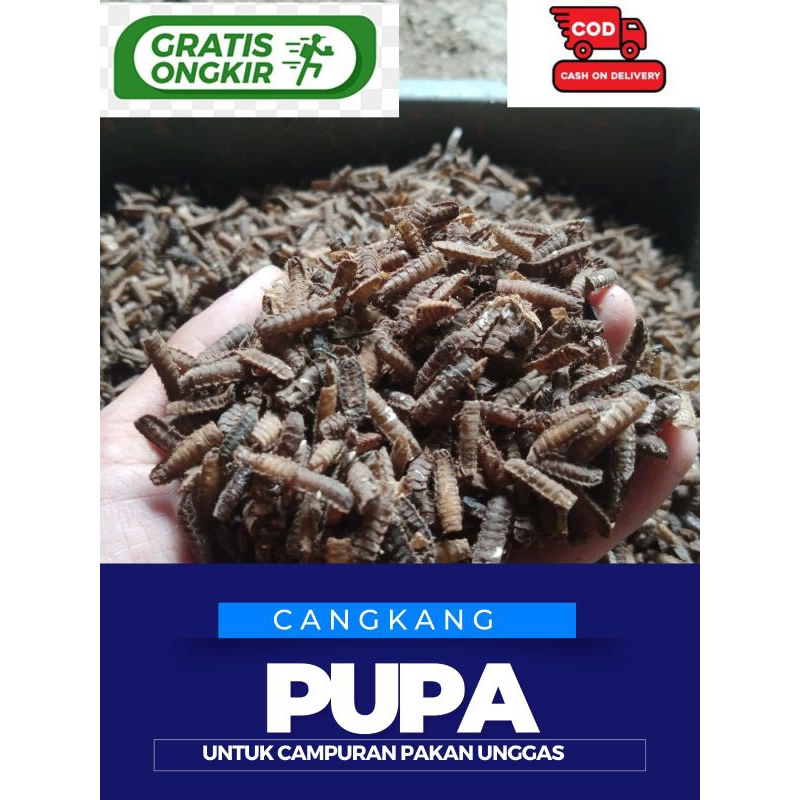 CANGKANG PUPA MAGGOT BSF