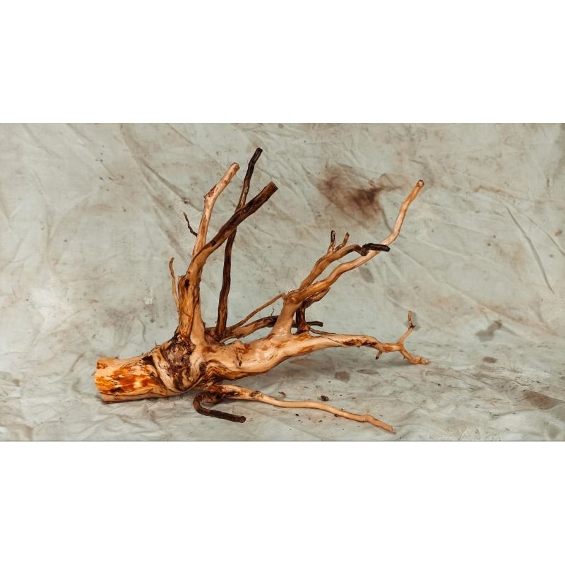 Akar Senggani bonggol aquascape size,L Random