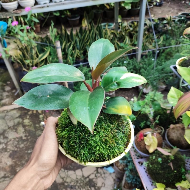 Mossball - Philo Pink | Philodendron Congo Pink Princess