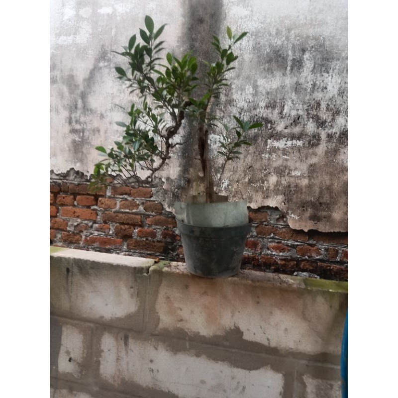 bonsai kimeng/beringin kimeng /ficus microcarpa