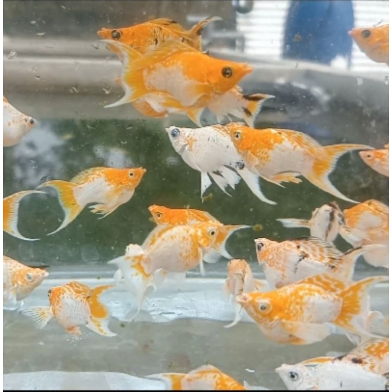 molly balon lemonhead cawang