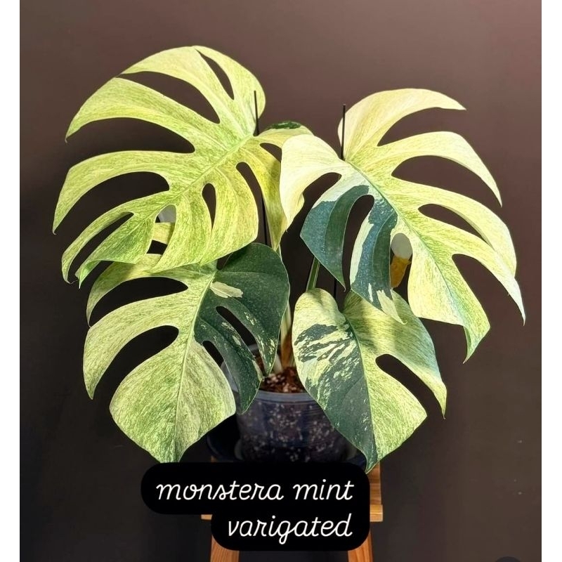 Monstera Mint Variegata Tanaman Hias Bunga Monstera Mint Variegata Anakan Murah BUKAN BONGGOL
