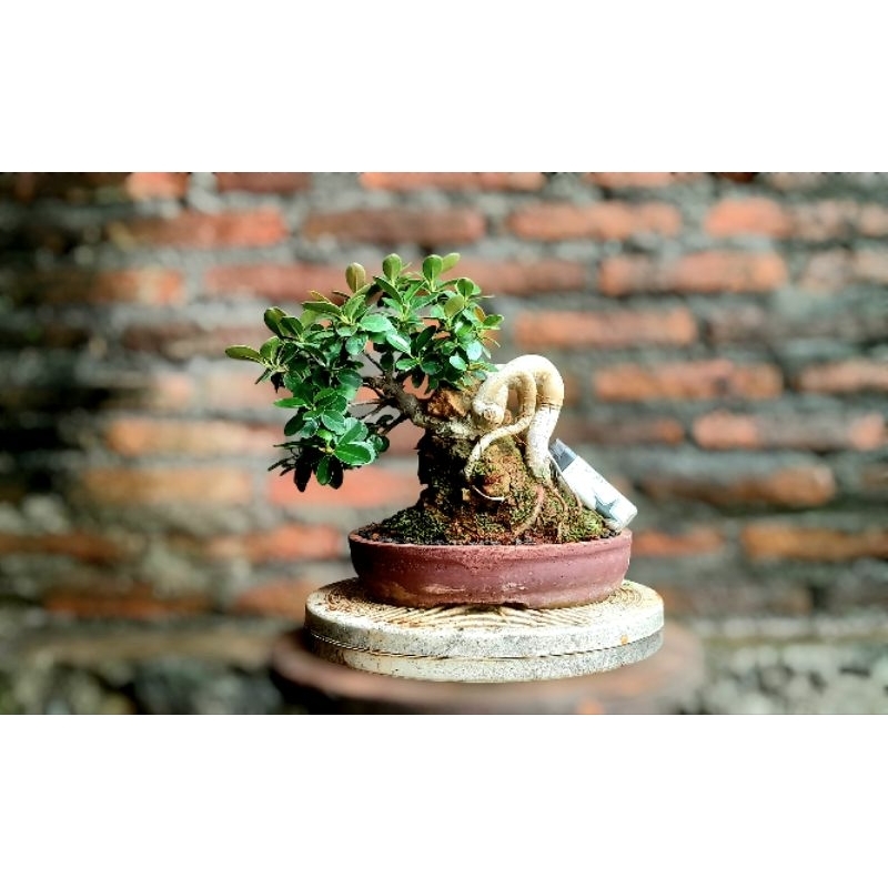 Bonsai dolar mangkok merah (redbowl)