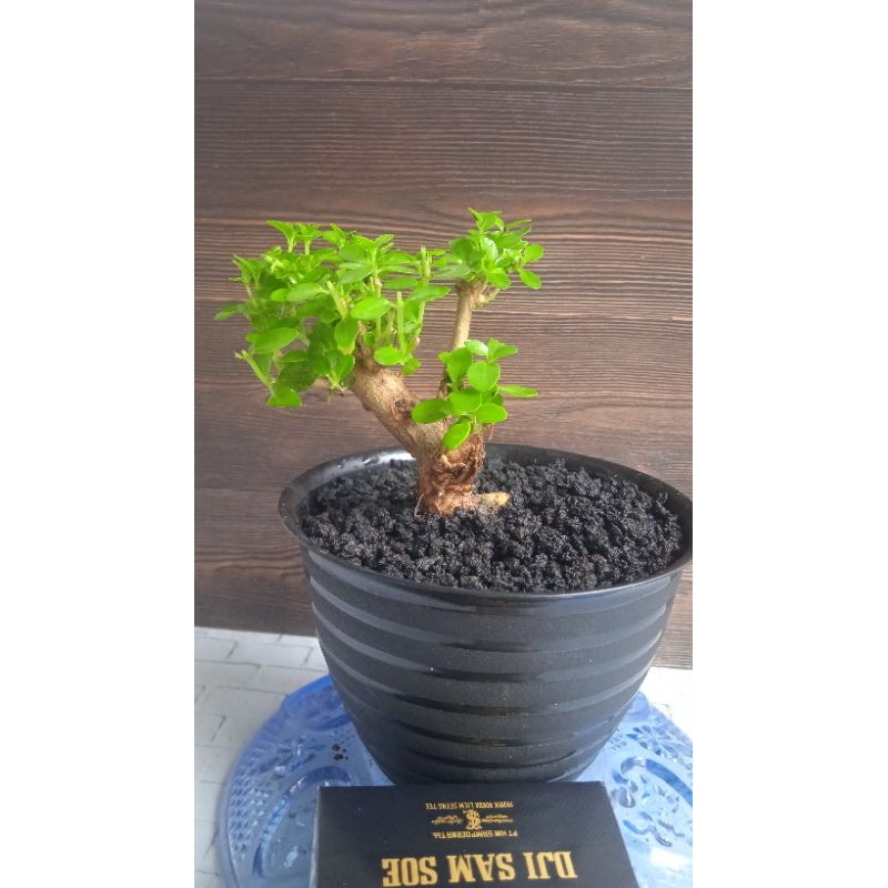 Bonsai sancang hidup pajangan meja kantor bahan bonsai sancang mame shito