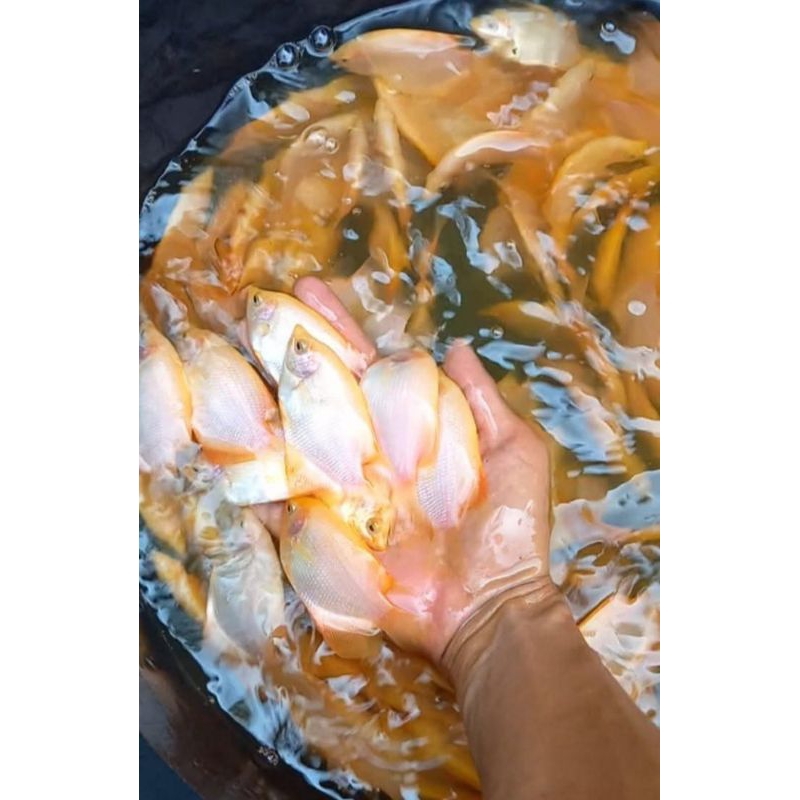 

ready stok ikan gurame padang ukuran Jinggo