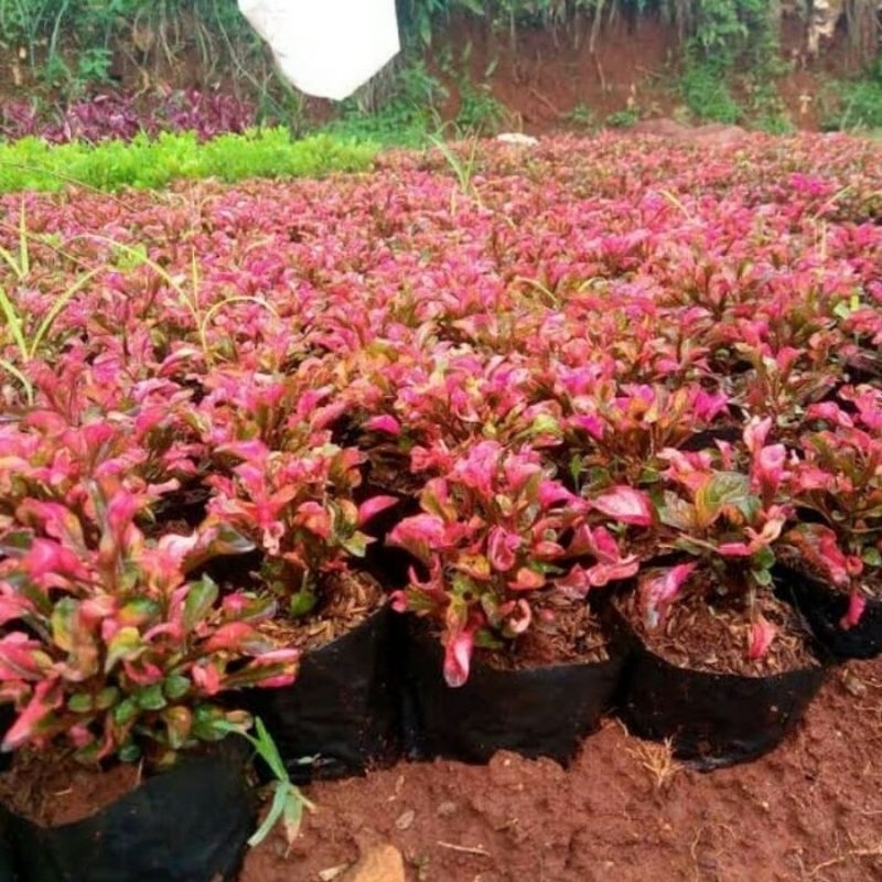 krokot merah sudah berakar dan rimbun