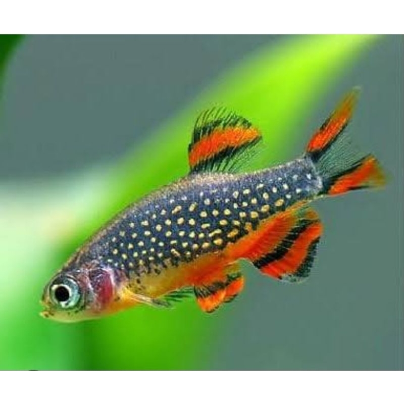 rasbora galakzi