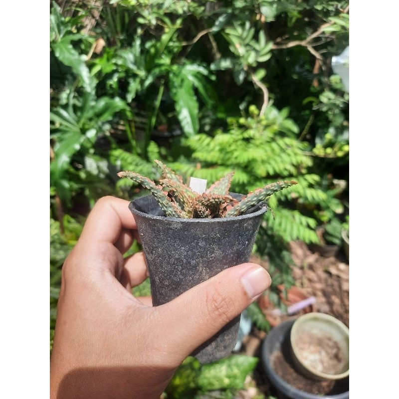 aloe hybrid tct blue windmill