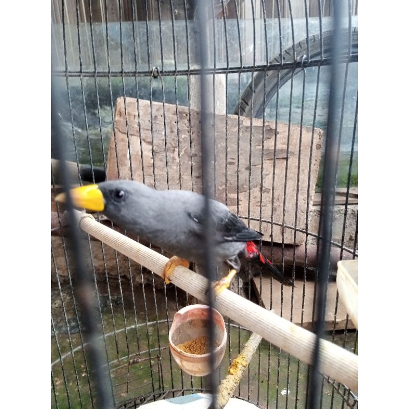 jalak Rio rio