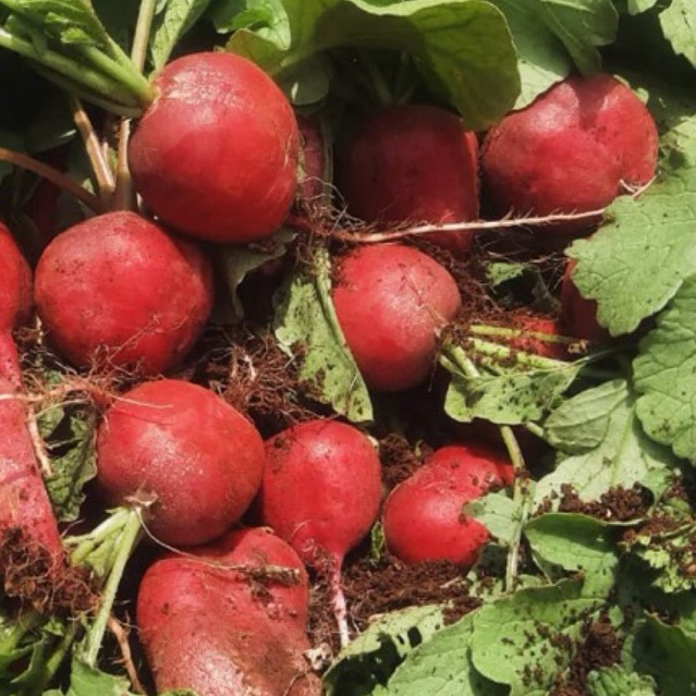 

red radis lobak merah fresh 500gr budidaya ciwidey