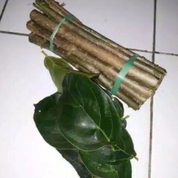 Bibit Stek Perdu Cincau