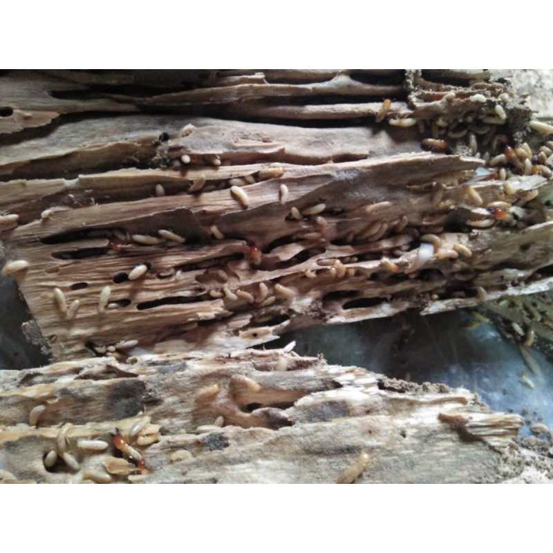 poa/warangas/silaru/hidup/pancing/wader/paling/jitu/per/1on