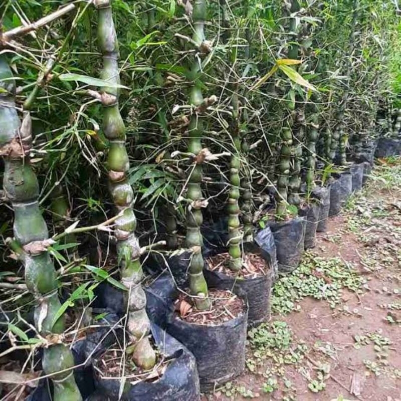 Tanaman Hias Bambu Nagin - Tanaman Pohon Bambu Hias