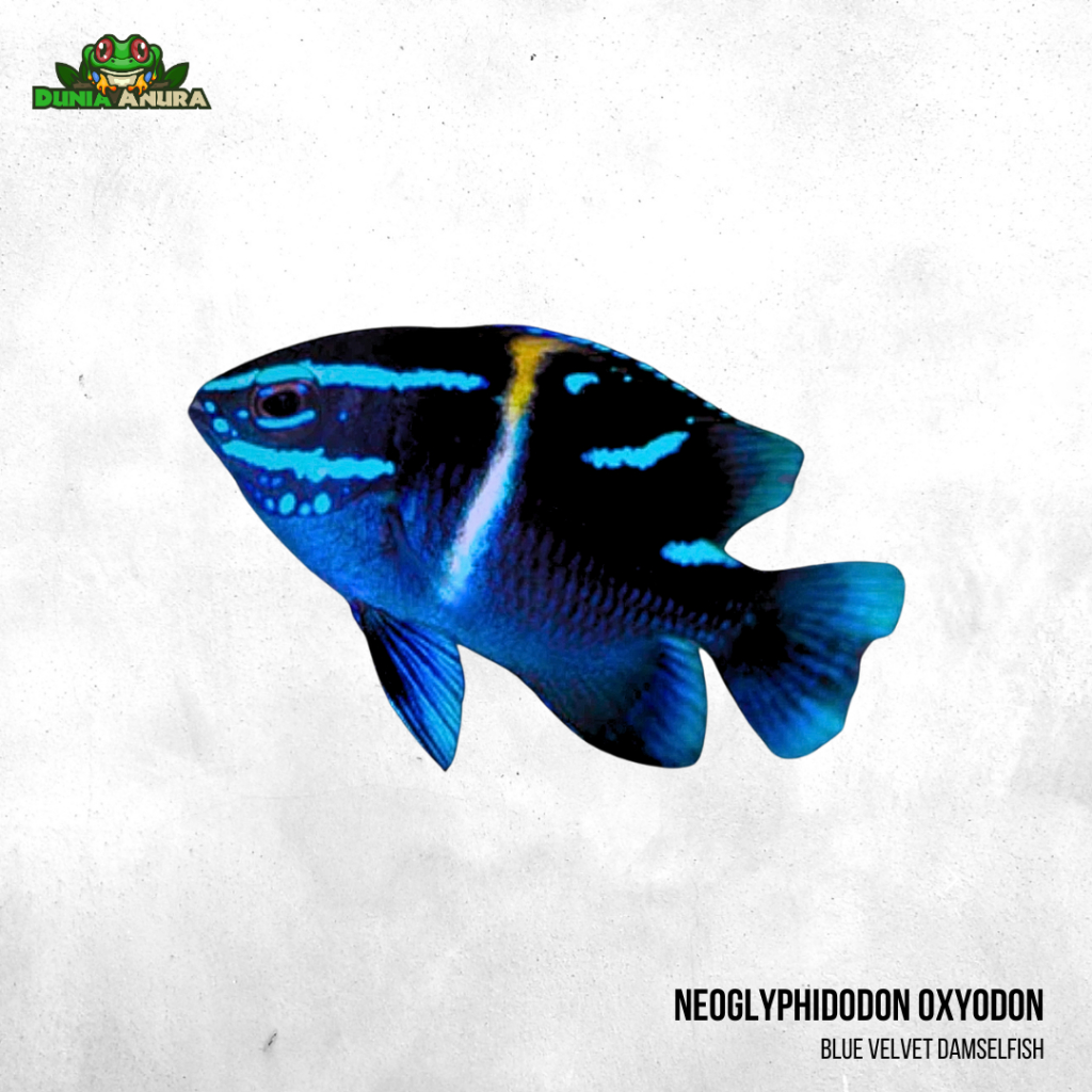 Ikan hias laut hidup Betok blue band - Neoglyphidodon oxyodon