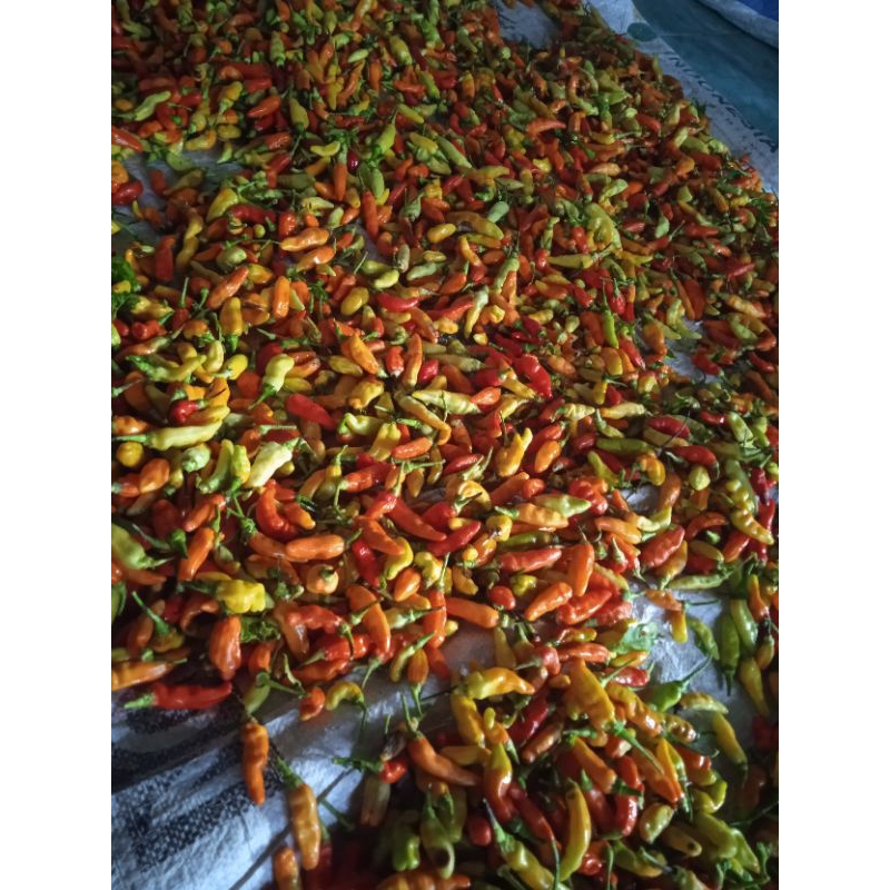 

cabai rawit Fress langsung petani 500gr