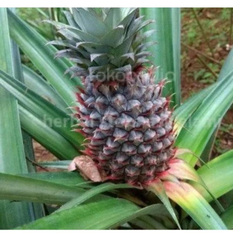 

Buah nanas muda segar-Obat herbal alami harga perbuah