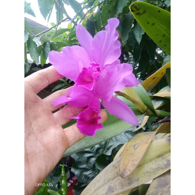 tanaman dalam ruangan bunga cantik anggrek+media kokopid yg mna dan serabut nya - tanaman indour out