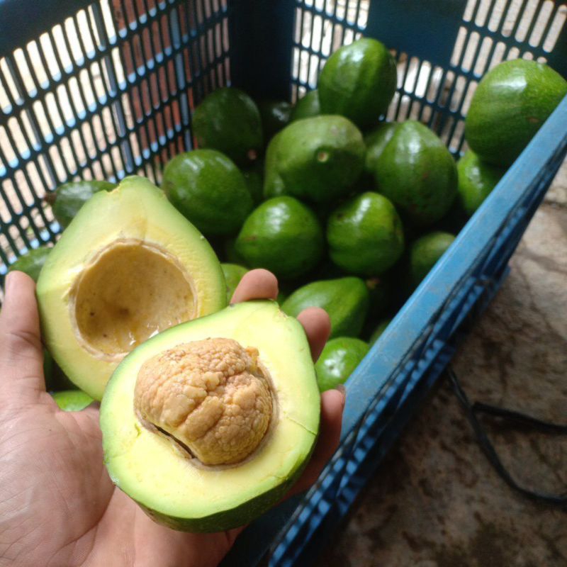 

Alpukat fresh mentah 1kg Hasil kebun