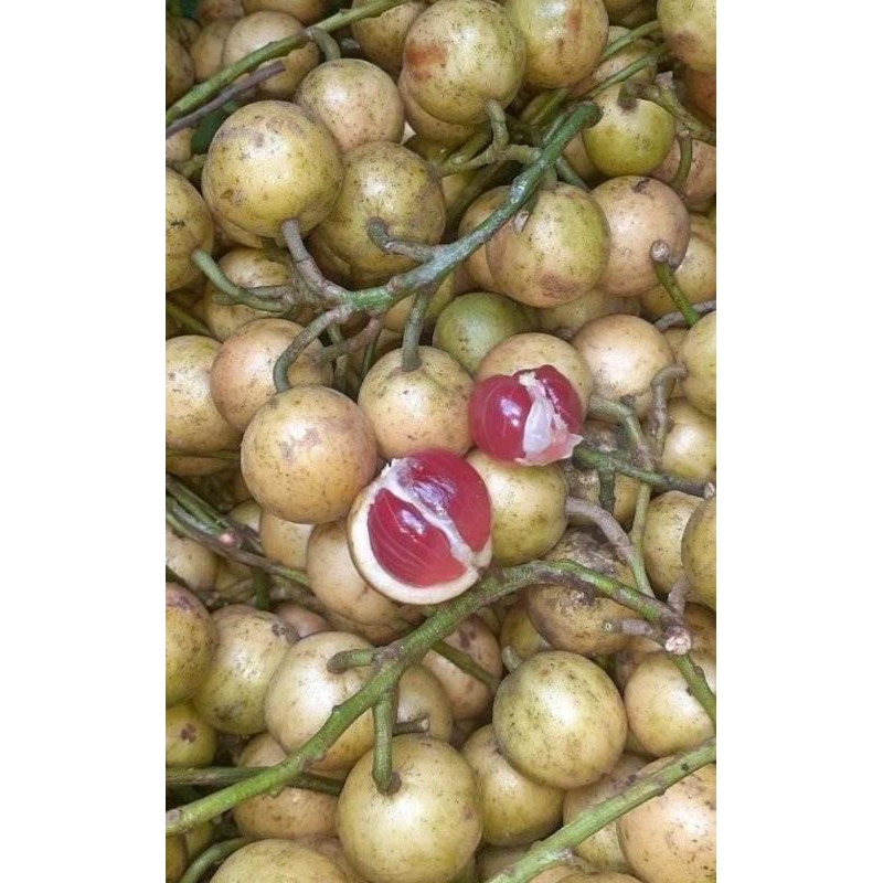 

Kemudung merah 1 kg buah