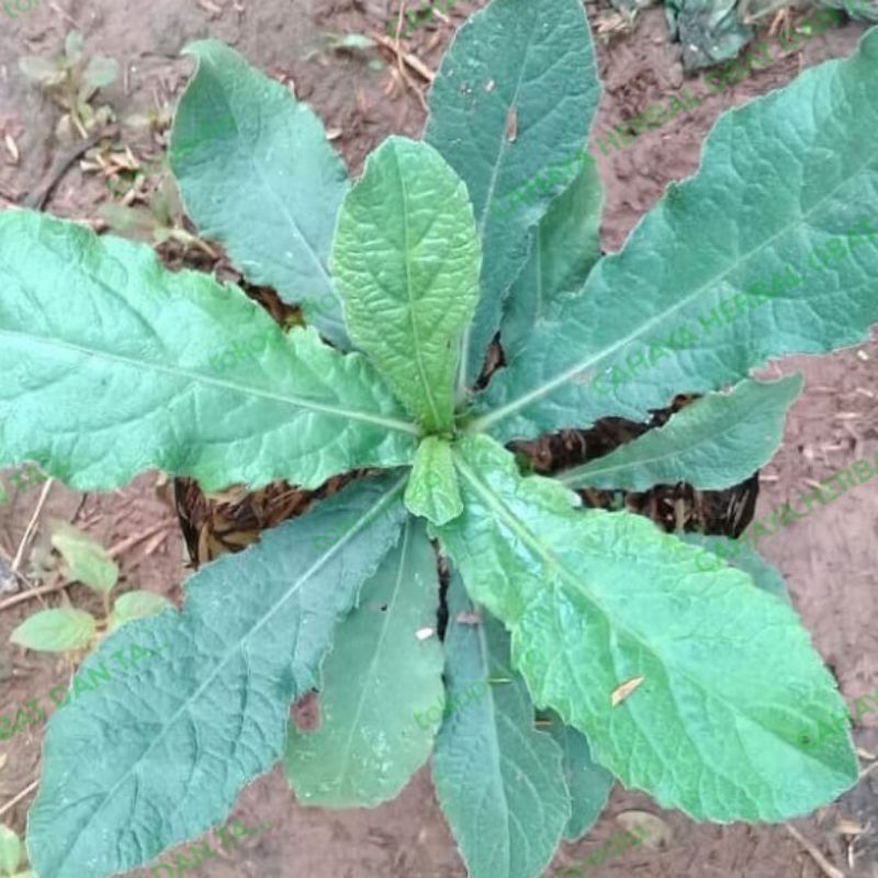 

bibit tapak liman herbal banyak manfaat(5 bonus 1)