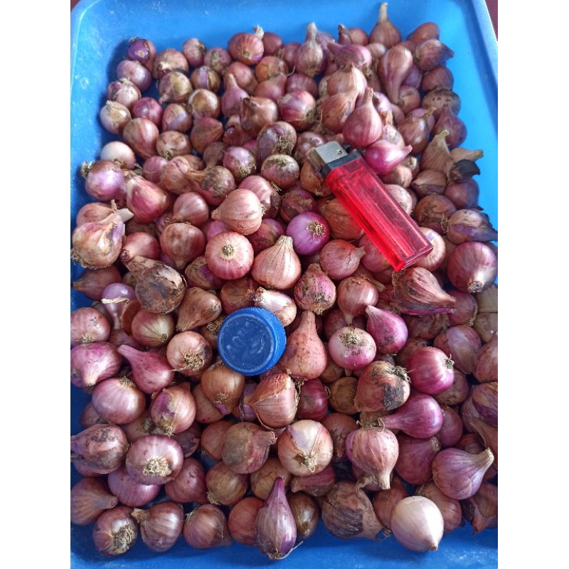

Bawang Merah Tanggung 28rb