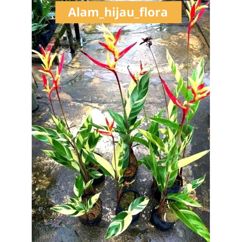 tanaman hias pisang hellicornia varigata - pisang-pisangan varigata