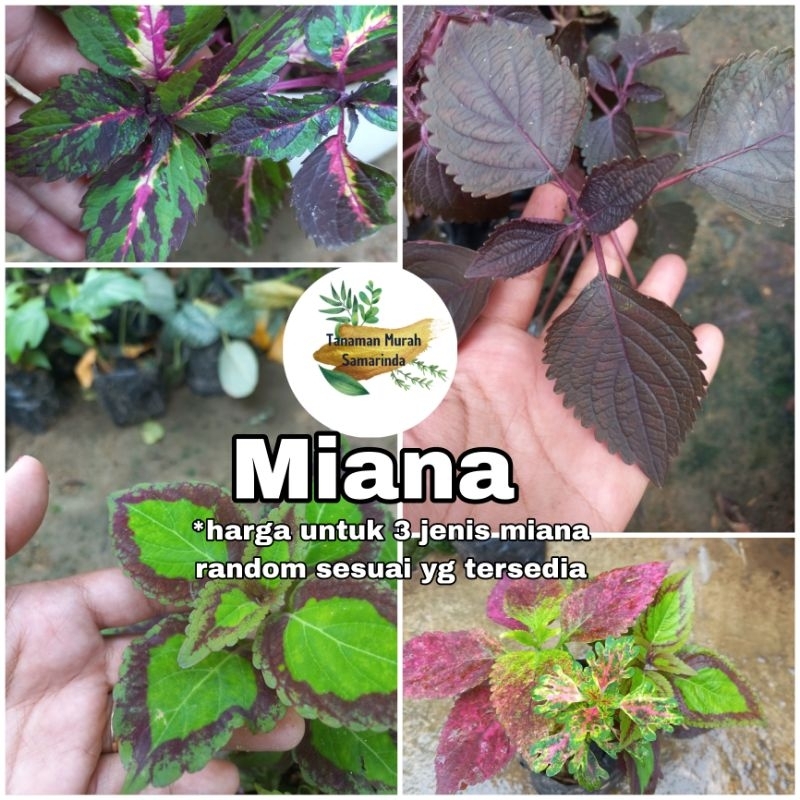 

TMS~ miana bunga hias miana bayam bayaman daun ungu