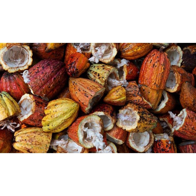 

kulit kakao basah 1 kg