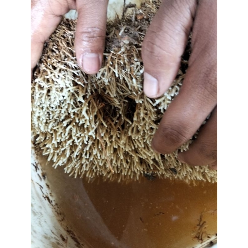 jakaba super 1liter biang jakaba