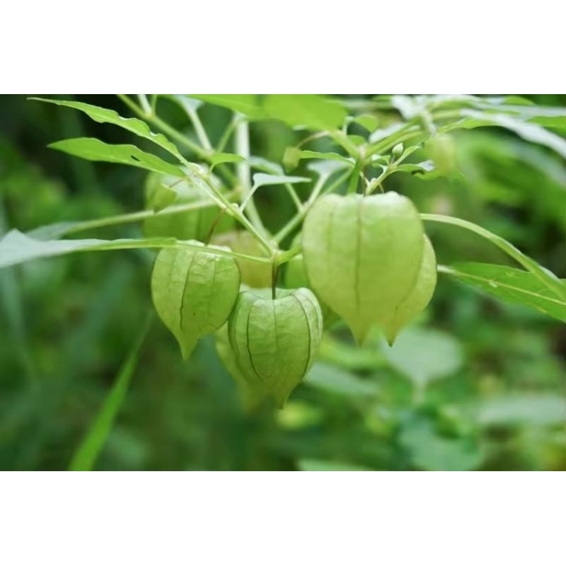 

Daun dan batang ciplukan/cecebdet segar 250gram